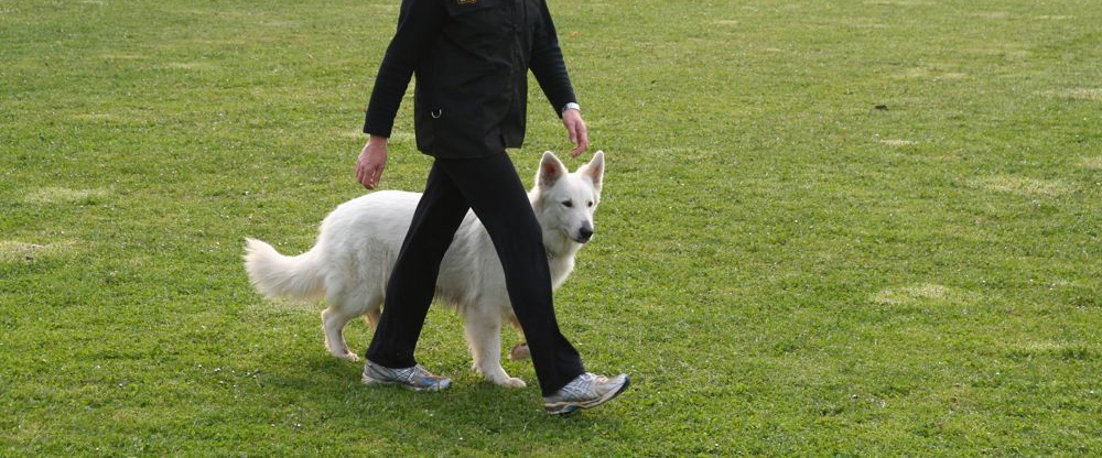 paseo perro sin correa